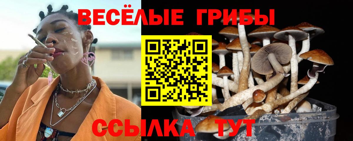 Галлюциногенные грибы мицелий  Вход с VPN  где купить наркоту  Галлюциногенные грибы Psilocybe  Новороссийск 